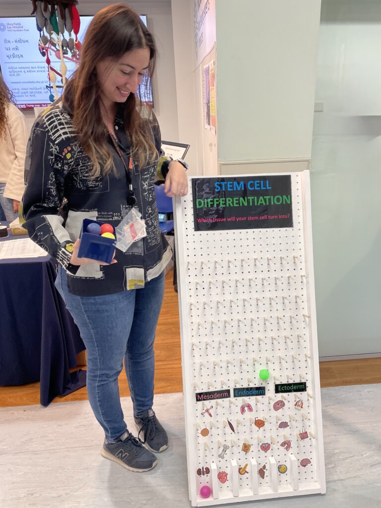A researcher demonstrates an interactive game about stem cells.